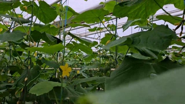 Стартэко качает огурец в ноябре