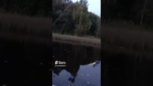 Щука на озере #shorts