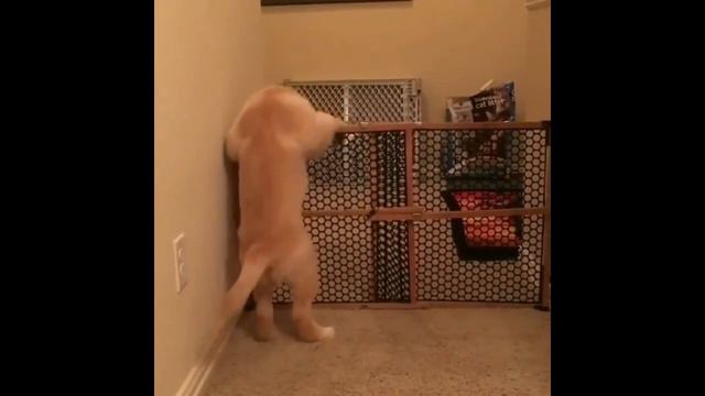 Смешные ретриверы/ Funny Golden Retriever