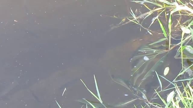 Уклейки (Alburnus Alburnus) готовятся к нересту