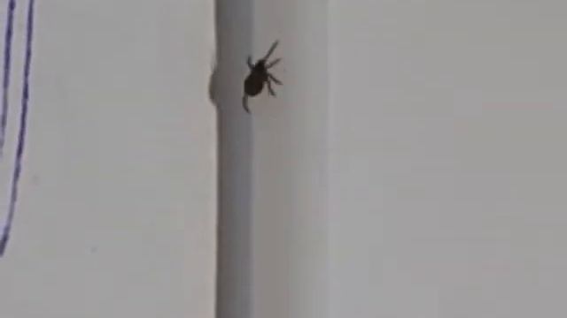 Поймали клеща, начали дрессировать…