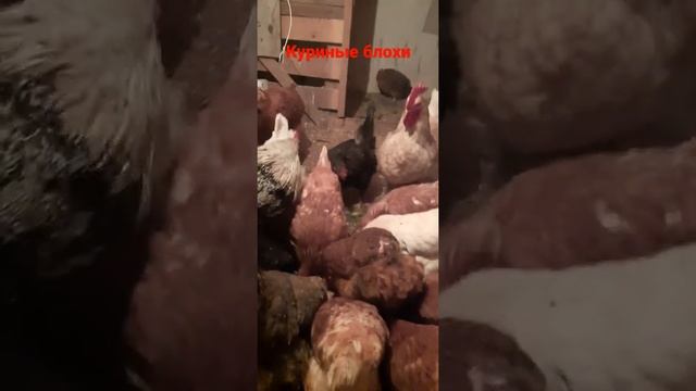 куриные блохи