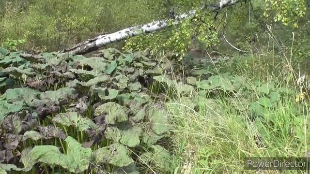 Мою золото на ковре сота