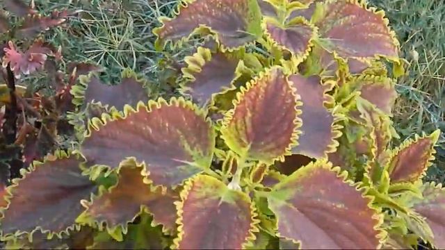 10 лучших колеусов в моей коллекции