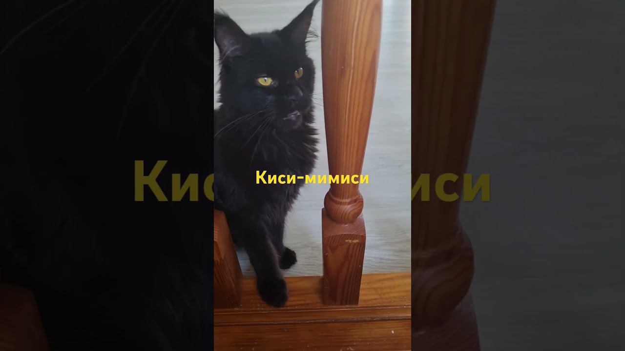 Кисимимиси