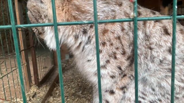 ПОДГОТОВКА И УТЕПЛЕНИЕ ПОЛА КОШАЧЬЕГО ДОМА / Симбе надоело сидеть в перегонке