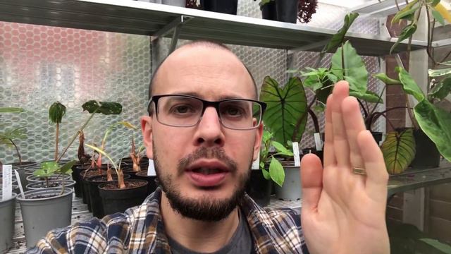 How To Insulate A Greenhouse With Bubblewrap