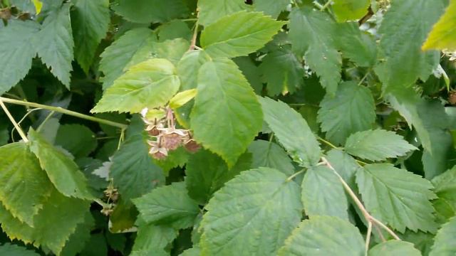 Малина начинает спеть