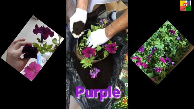 How To Transfer Petunia Plant To Another Container?