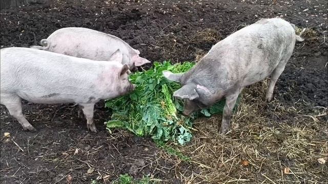 ПОМИДОРЫ ГНИЮТ НА ГРЯДКЕ/ ТРАВА ПРЁТ/ЯБЛОКИ ТАЧКАМИ СВИНЬЯМ/