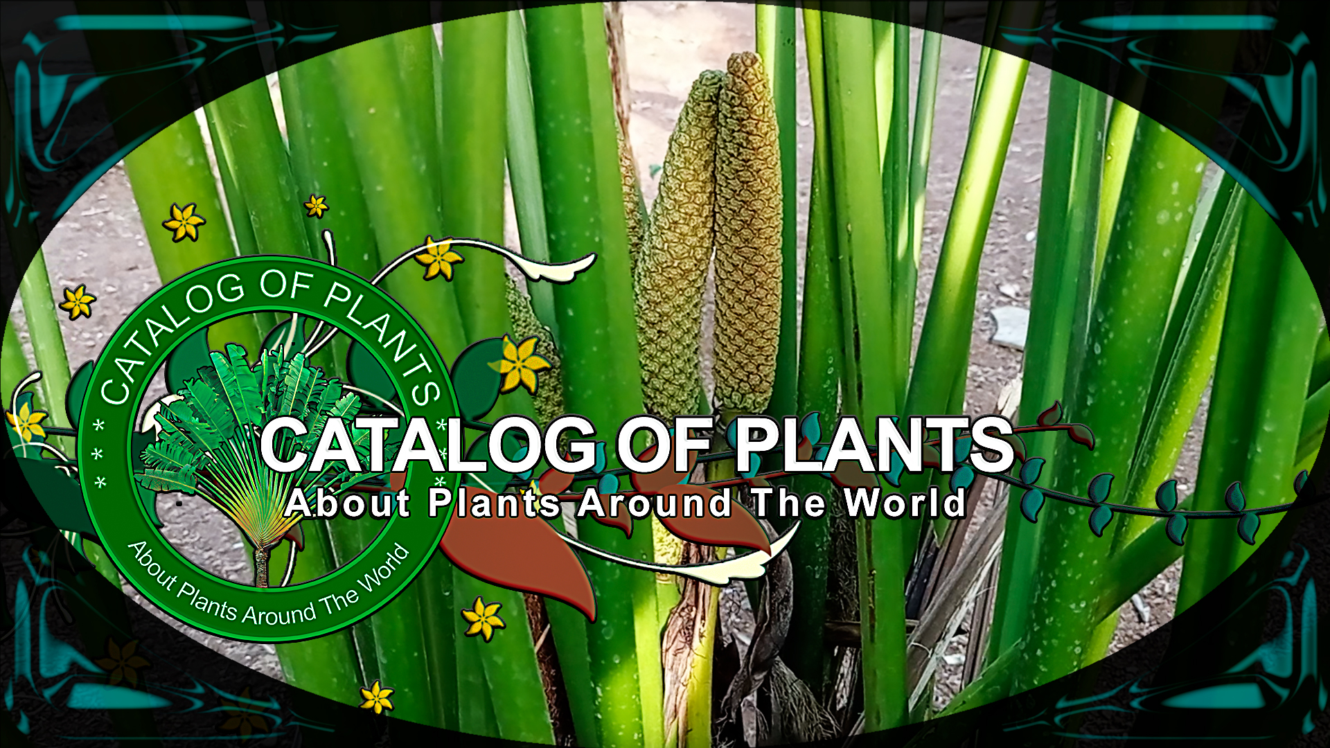 Carludovica Palmata Ruiz & Pav. | Ornamental Plants | ?? Panama |