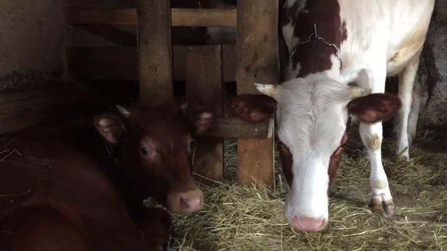 В гостях у сыровара и его сырный погреб