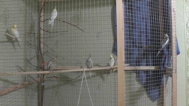 Попугаи, я под впечатлением, лепрекон, игрушки, дворец для Юльки