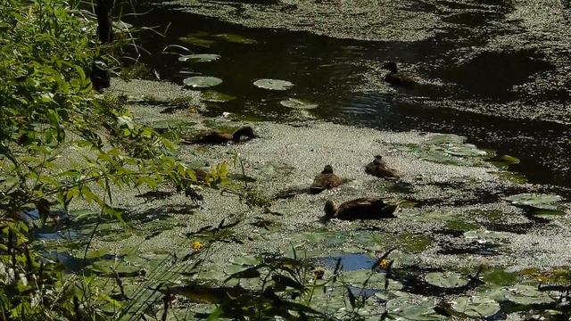 Качка-крыжанка. Кряква. Птицы Беларуси. Природа Беларуси.