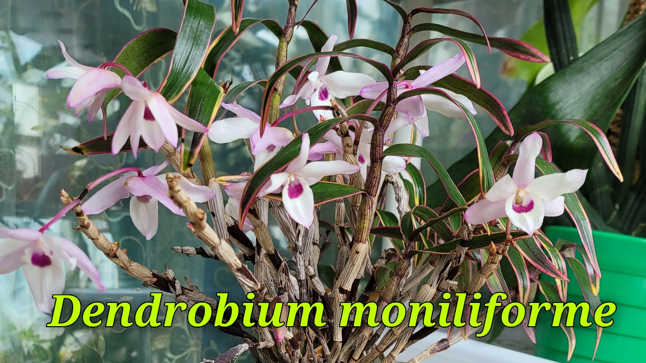 Dendrobium Moniliforme. Сезонное цветение.