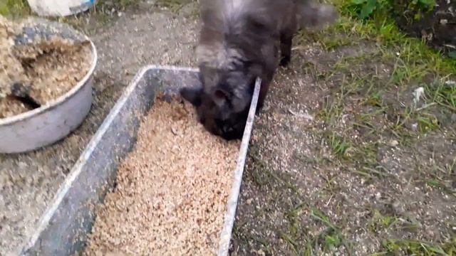 Самодельный китекэт ?