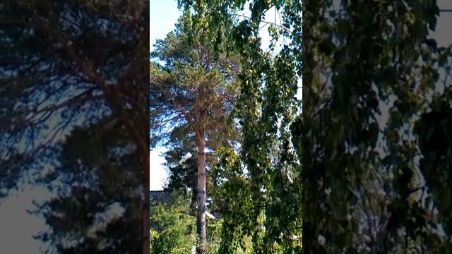 Стихотворение  С. Дрожжина Поэты 19 века Россия