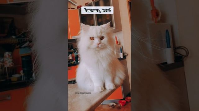 Верите ему?