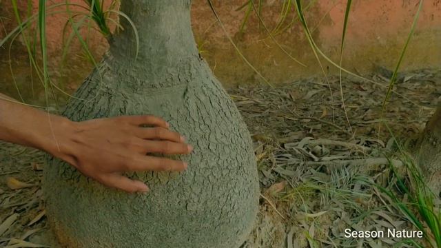 Ponytail Plant / Nolina Palm How To Grow From Cutting