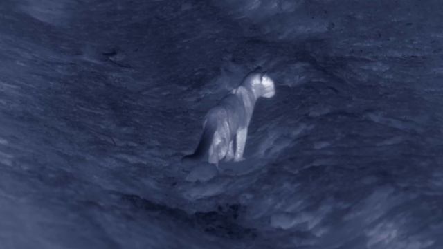 Rusty Spotted Cat: The Smallest Cat In The World