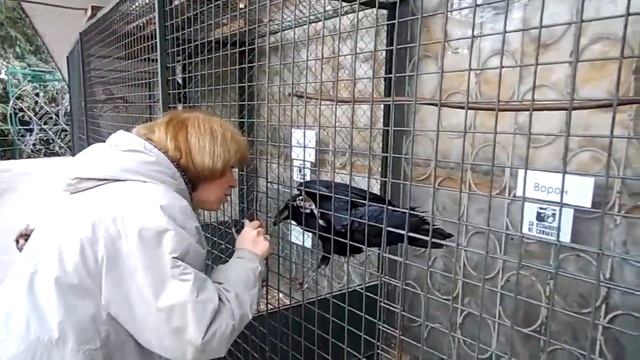Говорящий ворон Сочинский экзотериум