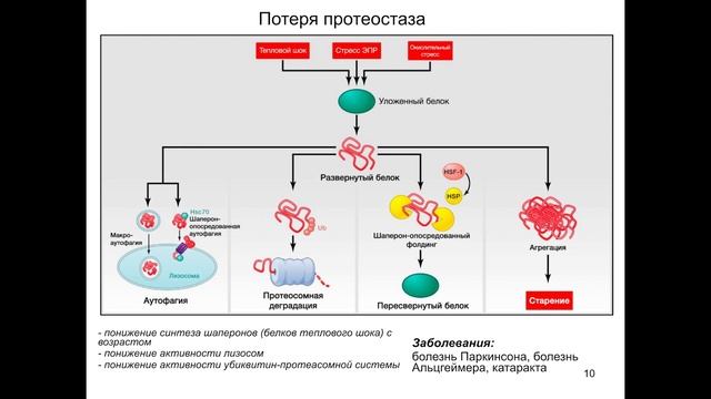 Владимир Бархатов — Что современная наука знает о старении?