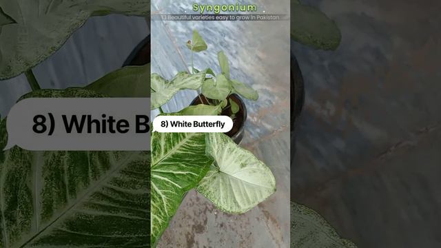 Syngonium Plant - 13 Beautiful & Easy To Grow Varieties