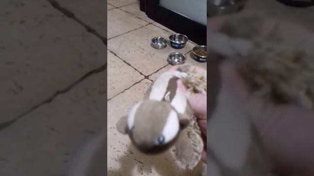 Любимые игрушки пуделя Фреи