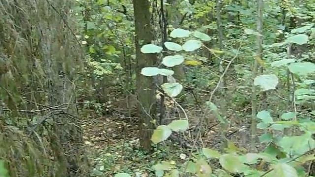 Работа  РЕЛ в вольере 5 га