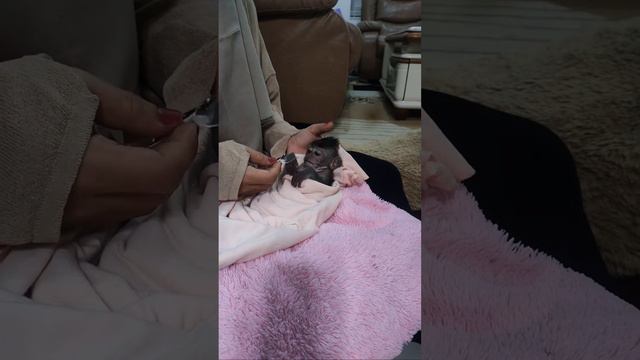 Baby Monkey Dino Wants Mom To Accompany Him Before Going To Sleep Because He Is Afraid Of The Rain