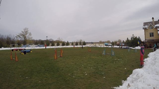 Харьков 22.04.2017 - Дебют в Аджилити, корги Оззи