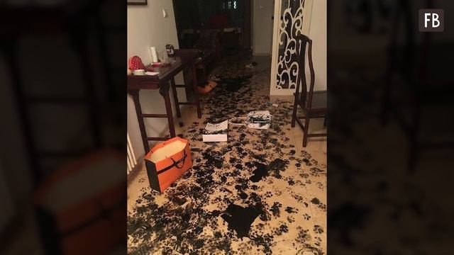 Хозяева оставили пса одного дома, а когда вернулись — чуть не упали в обморок