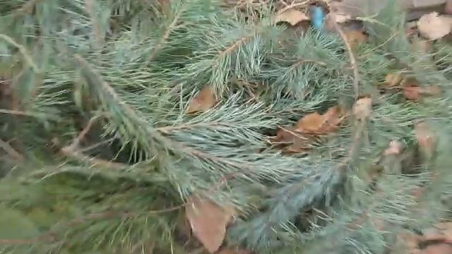 Как я укрываю виноград на зиму