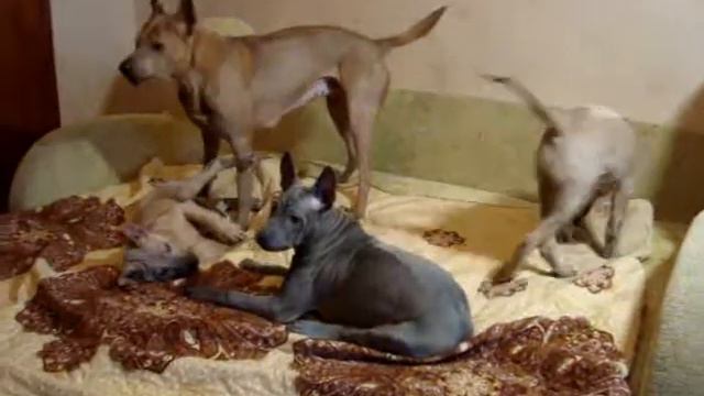 семейная тусовка (thai Ridgeback Dog Puppy)