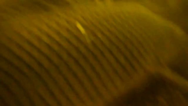 Живая рыба, можно купить для пруда