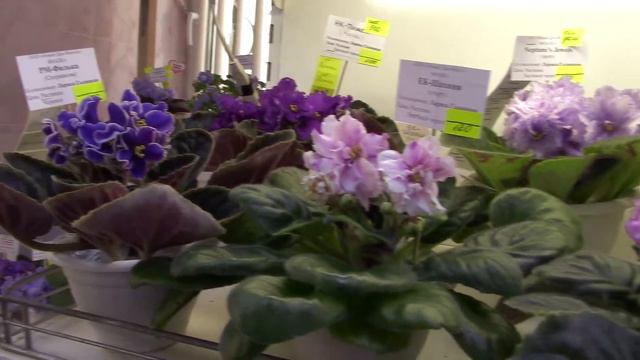 Дом Фиалки Выставка Парад звёзд 2018 22 06 2018