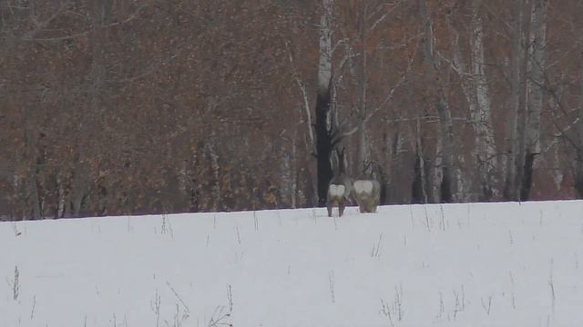 Барахтаюсь в снегу. Апрель, а тепла всё нет. Где лето?
