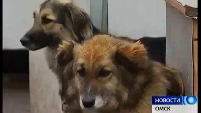 День защиты животных в приюте 