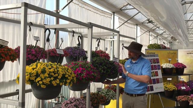 New Colors for Cabaret Calibrachoa
