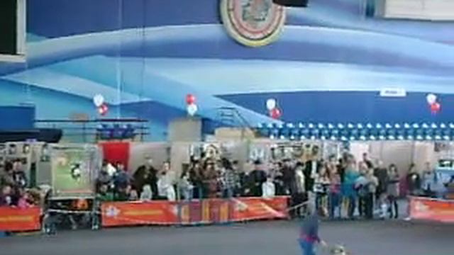 Фристайл, Голден Ретривер Сапфира и Фаина