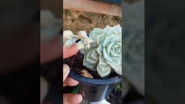 Newly Flowers Gardening #succulents