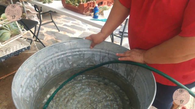 Cómo Recuperar La Echeveria Imbricata De Una Grabé Enfermedad #echeveriaimbricata