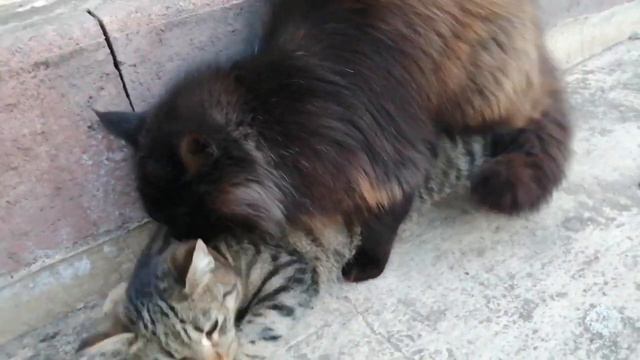 Кошки занимаются чем-то плохим:) 👌👈