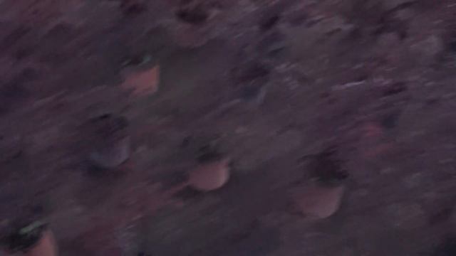 Красивый сад для пчел