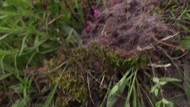 Царское серебро с берега пруда/ Редкий полтинник/ Древний тракт