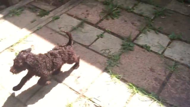 Australian Labradoodle And Coton De Tulear PUPPIES Having Fun!!!