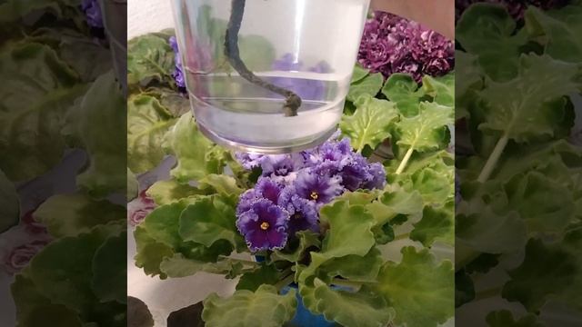 #135 Подкормка фиалок на фитильном поливе