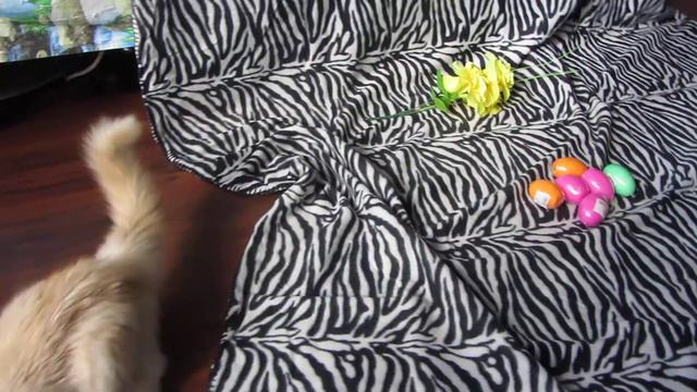 Kitten Hiding Eggs.Котенок прячет яйца.