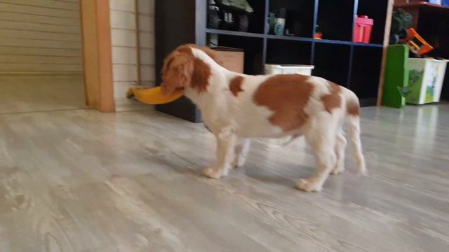 Сладкий мальчишка Горджеус Джем Урфин / Gorgeous Gem Urfin 3 месяца.