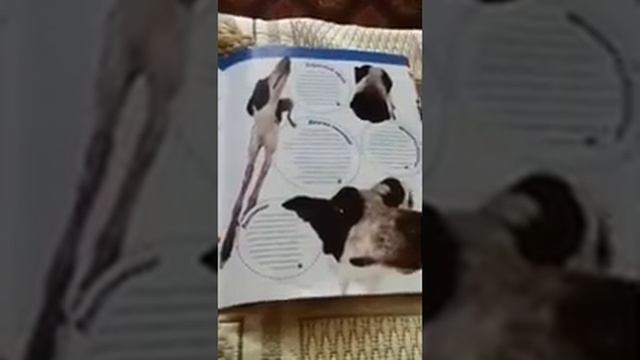 The Dog Collection грейхаунд